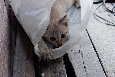 Little naughty cat in plastic bag