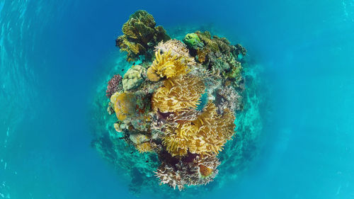 View of coral in sea