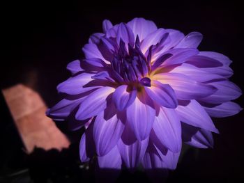 Close-up of purple flower