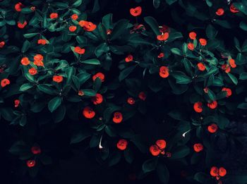 Full frame shot of red flowering plants