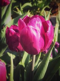 Close-up of pink tulips blooming outdoors
