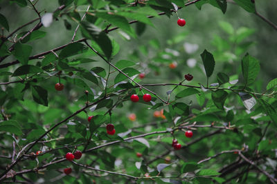 Close-up of berries growing on tree