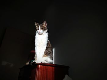 Portrait of cat sitting on desk