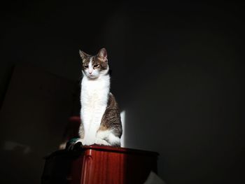 Portrait of cat sitting on floor