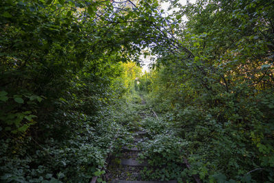 Trees in forest