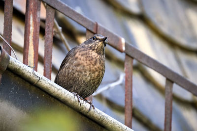 Close-up of bird perching on railing