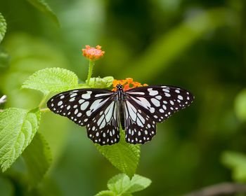 Close-up of butterfly pollinating on flower