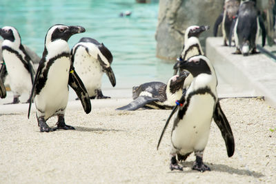 High angle view of penguins