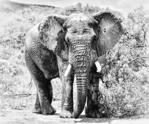 View of elephant on field