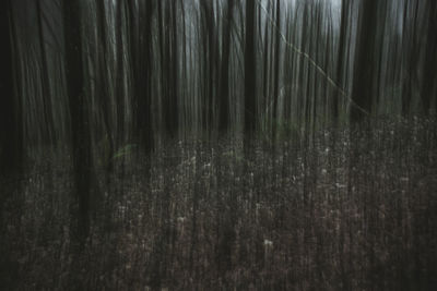 Full frame shot of bamboo trees in forest