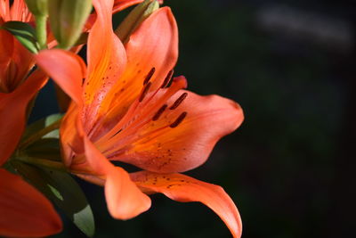 Close-up of orange lily