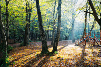 Trees in forest during autumn