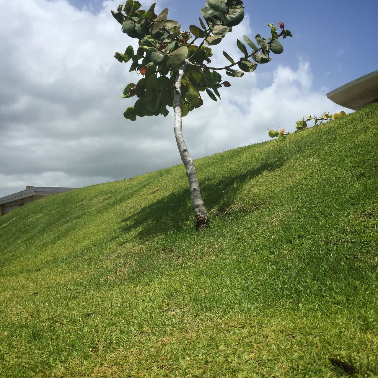 sky, green color, grass, field, growth, tranquility, landscape, tranquil scene, cloud - sky, nature, beauty in nature, scenics, grassy, cloud, rural scene, agriculture, tree, cloudy, green, plant