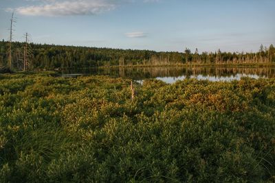 Scenic view of grassy field against sky