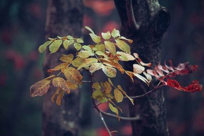 Close-up of plant in forest during autumn