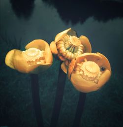Close-up of orange flower on plant