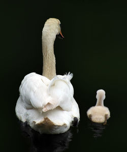 Rear view of swan swimming with cygnet in lake