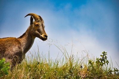 Low angle view of giraffe on field against sky