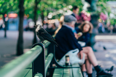 Close-up of crow perching on seat in city