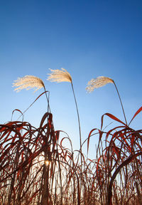 Low angle view of plants against clear blue sky