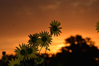 Close-up of orange flowering plant against sky during sunset