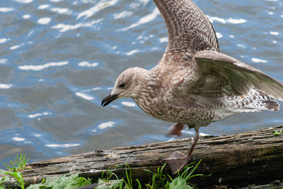 Close-up of seagull on a lake