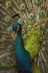 Close-up of peacock