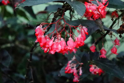 Close-up of red cherry blossom