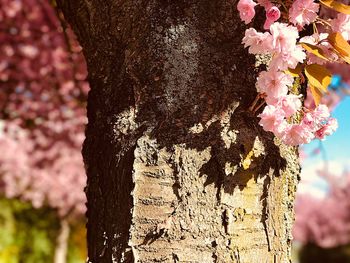 Close-up of pink flower tree