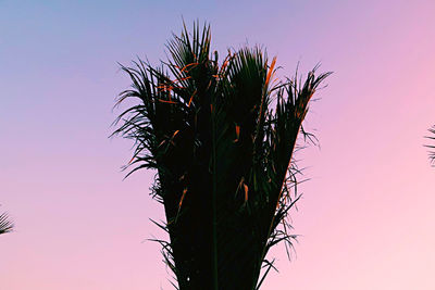 Low angle view of plant against clear sky