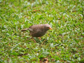 Close-up of a bird on field