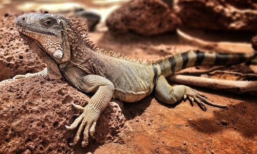 Close-up of lizard on rock