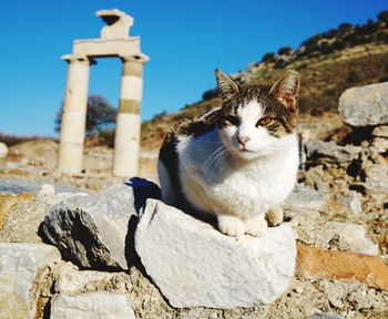 Close-up of cat