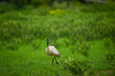 Bird on a field