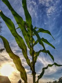 Low angle view of plant against sky