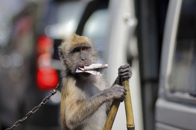 Exploitation of monkeys was forced to act for busking business at the crossroad of tasikmalaya road.