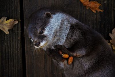 Close-up of an animal on wooden wall