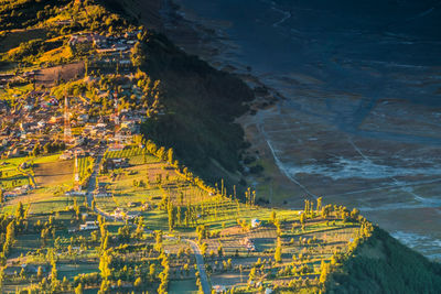 High angle view of yellow flowers on land