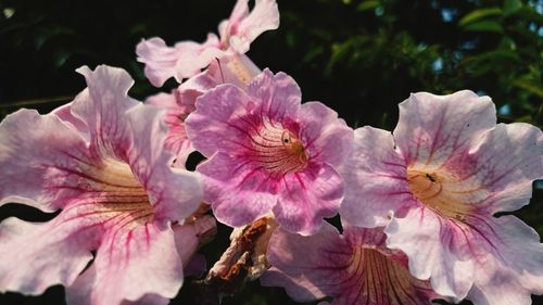 flowering plant