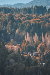 High angle view of autumn trees in forest