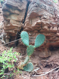Close-up of cactus growing on rock