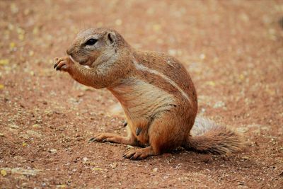 Squirrel on field