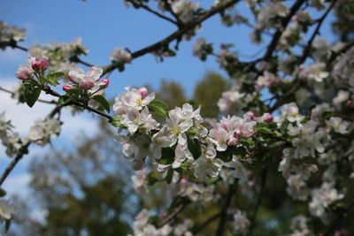 Low angle view of cherry blossoms in spring