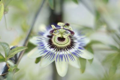 Close-up of purple flowering plant