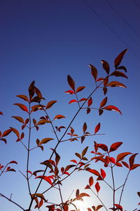 Low angle view of plant against clear blue sky