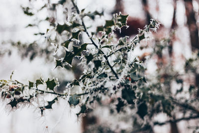 Close-up of white cherry blossom tree