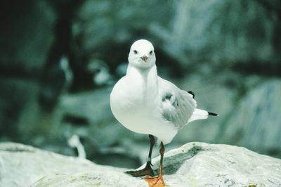 Close-up of bird perching outdoors