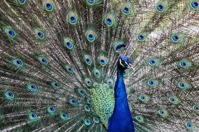 Full frame shot of peacock