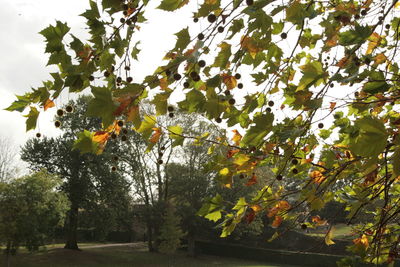 Low angle view of tree against sky