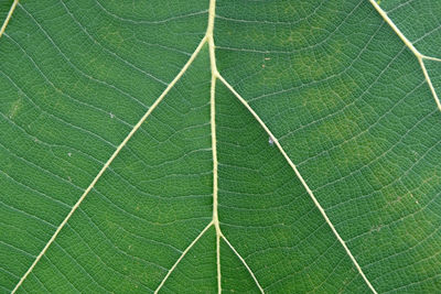 Full frame shot of green leaf
